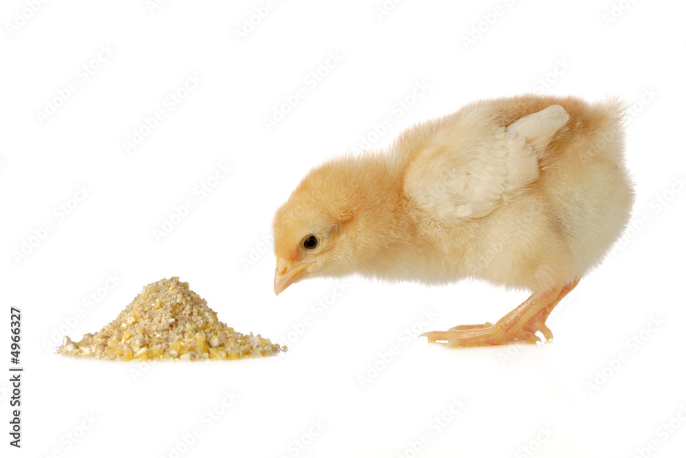 Naklejka premium Baby chicken having a meal