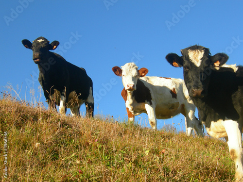 vaches par trois