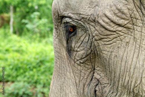 das Auge des Elefanten