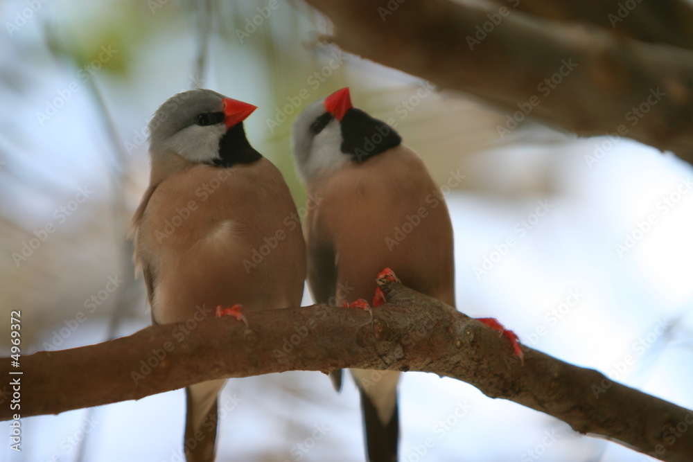 BIRDS UNDER THE CLOUDS