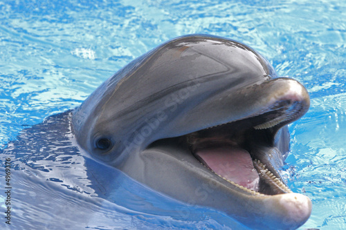 SMILING FACE OF A DOLPHIN