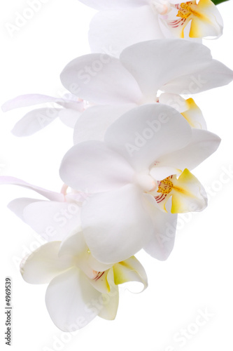 Orchid flowers on white