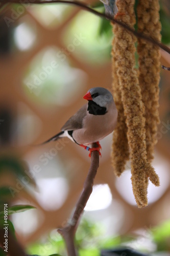 EATING BIRD