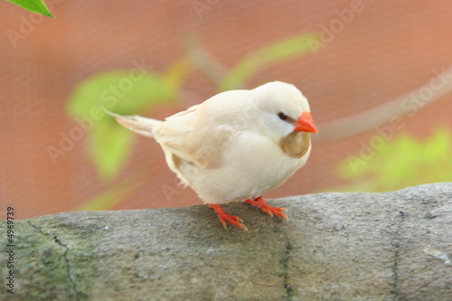 SMALL WHITE WATCHFUL BIRD