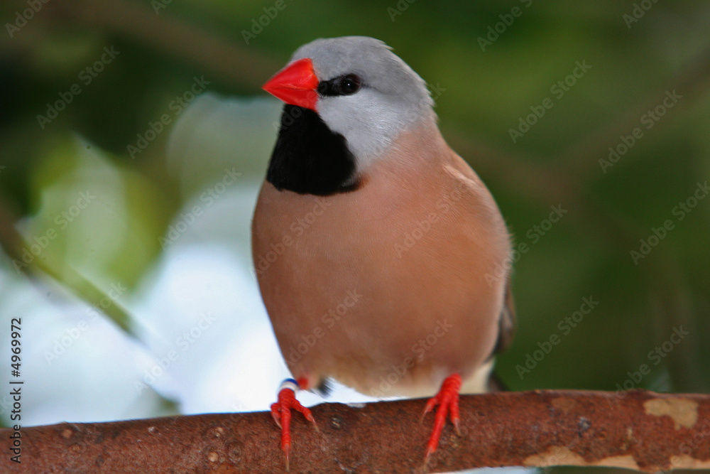 Fototapeta premium FINCH