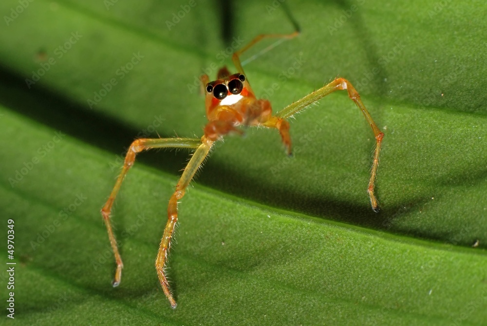 Fototapeta premium Tiny spider and leaf in the gardens