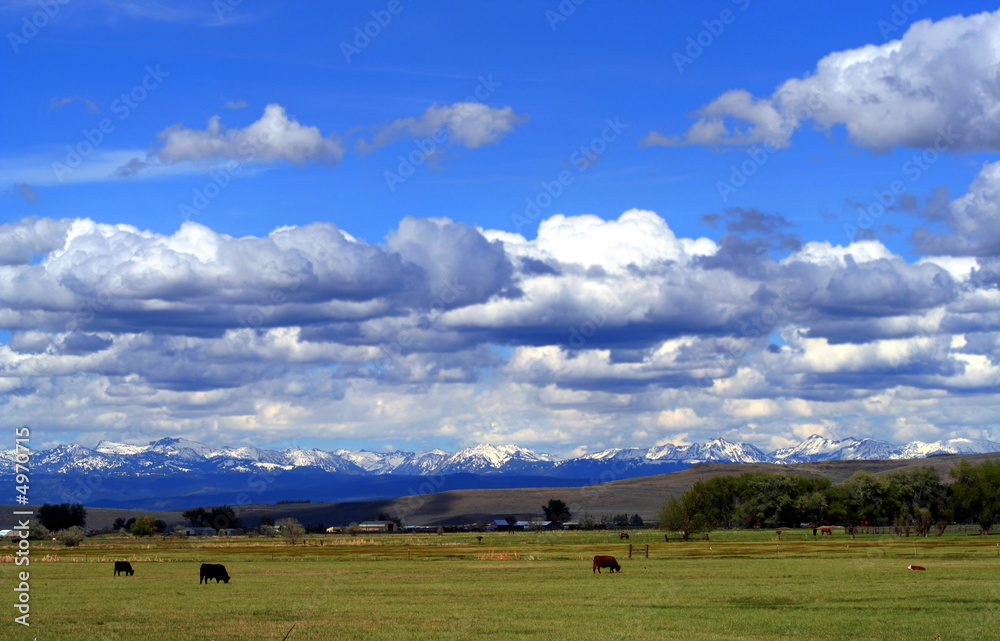 Landscape snow topped mountains, and grazing cattle