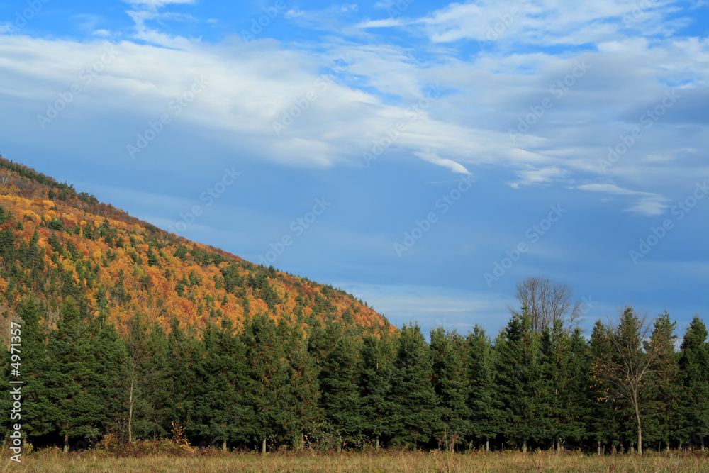 autumn cliff and fir autumn cliff and fir
