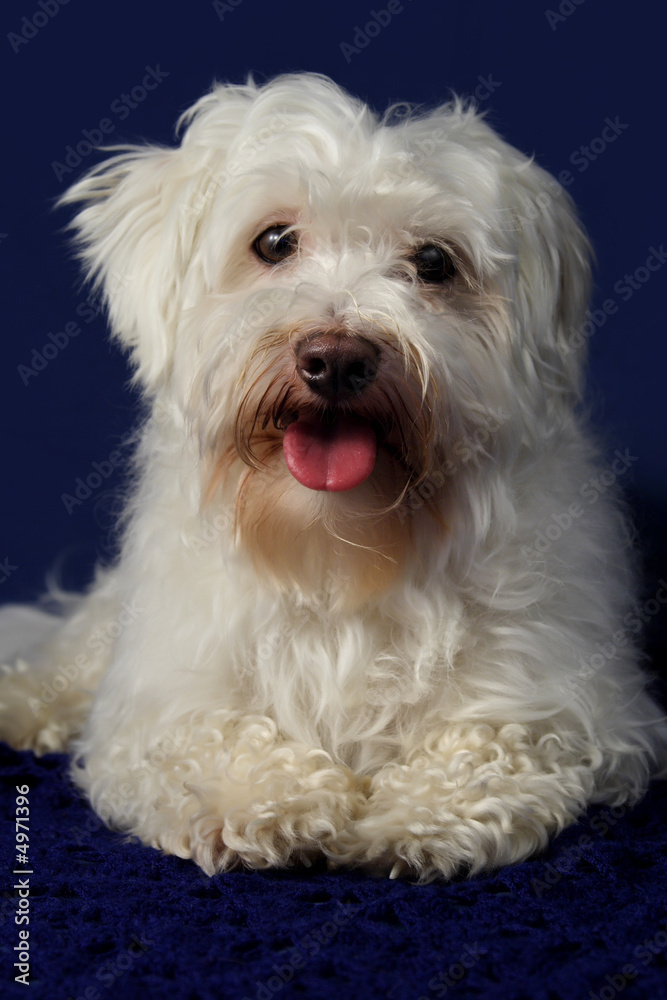 white bichon