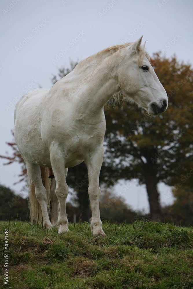 étalon camarguais étalon camarguais