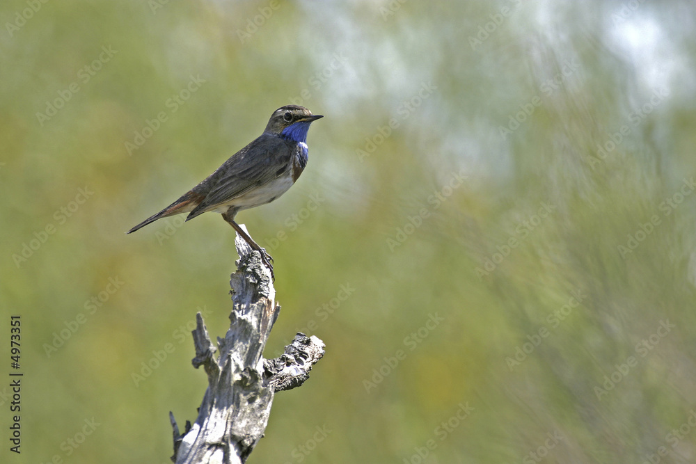 Obraz premium Gorgebleue