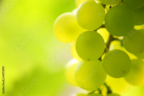 Close-up of a bunch of grapes on grapevine #4974199
