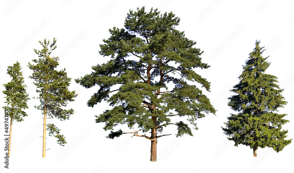 tree pines and fir - obrazy, fototapety, plakaty 