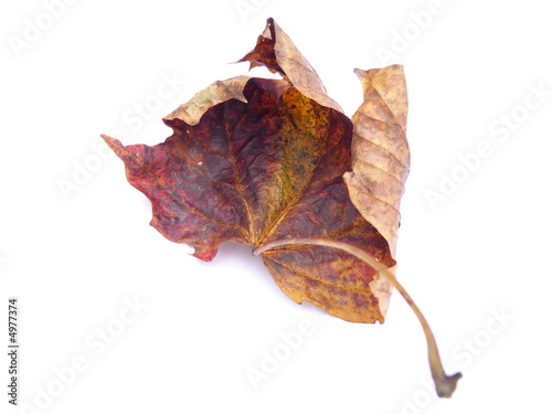 Dried Maple Tree Leaf on a white ground