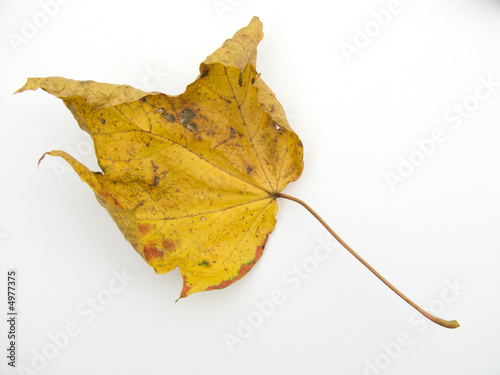 Dried single yellow Maple Tree Leaf on a white ground