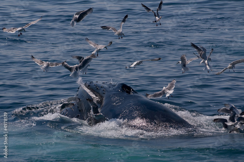 Humpback Whale/ Megaptera novaeangliae