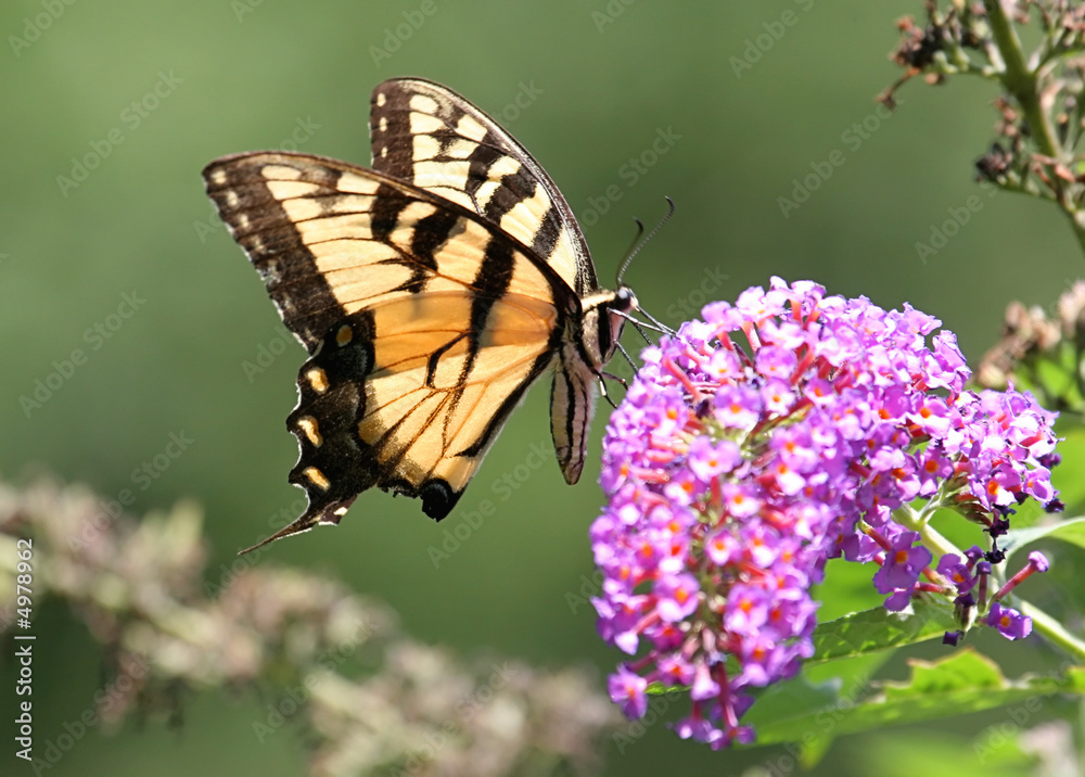 Obraz premium Tiger Swallowtail Butterfly on Flower