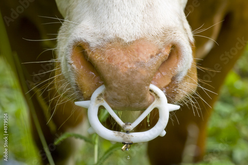 Bullen Nasenring