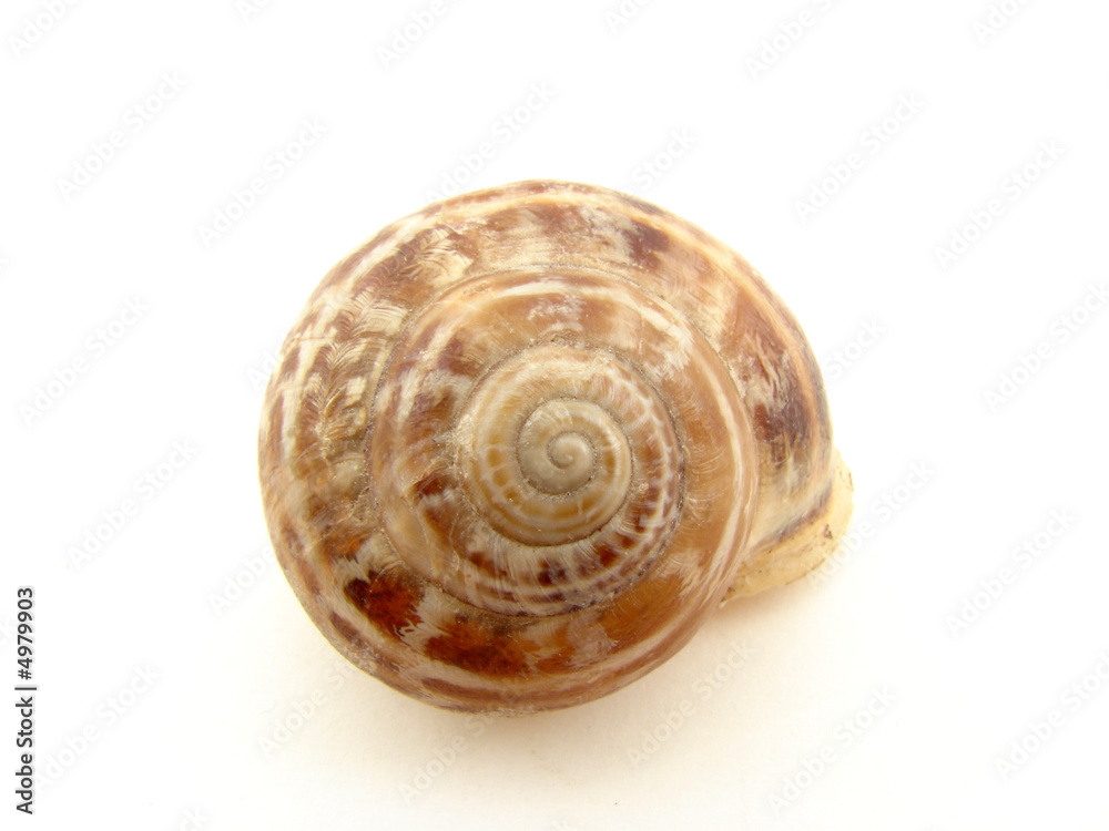 Spiral shell