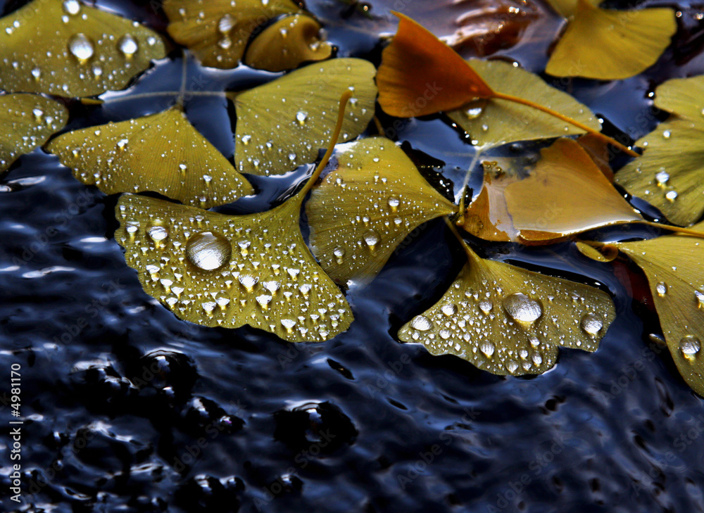 foglie gialle ricoperte di gocce d'acqua