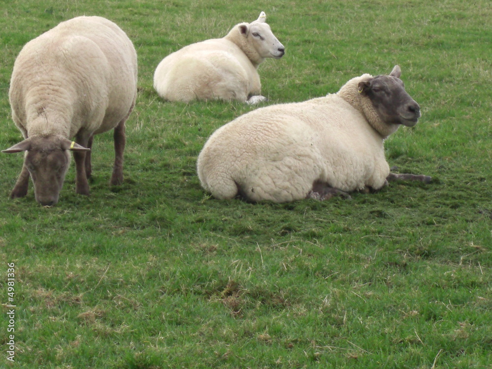 Group of sheep Group of sheep