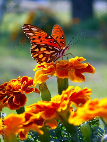 marigold and butterfly