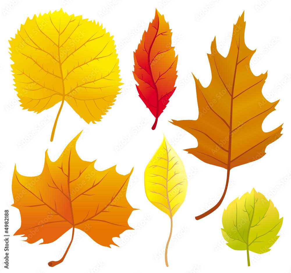 Autumn leaves set Autumn leaves set