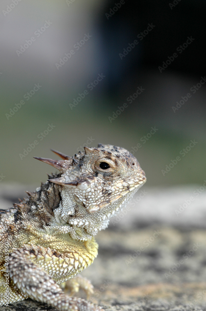 Fototapeta premium Phrynosoma