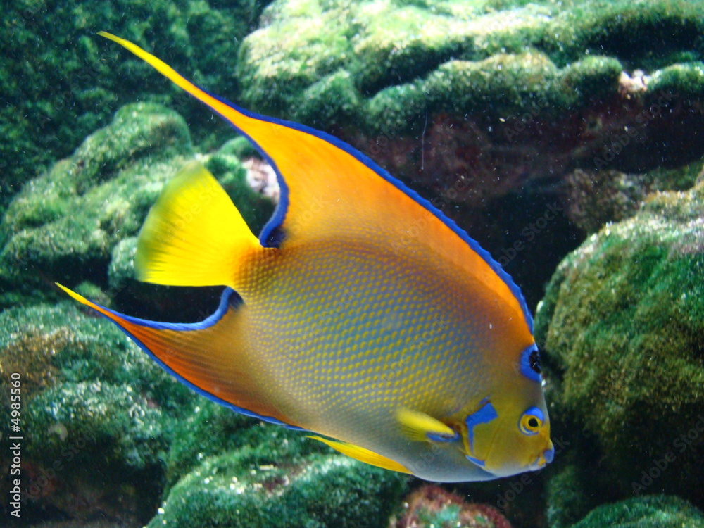 Obraz premium aquarium