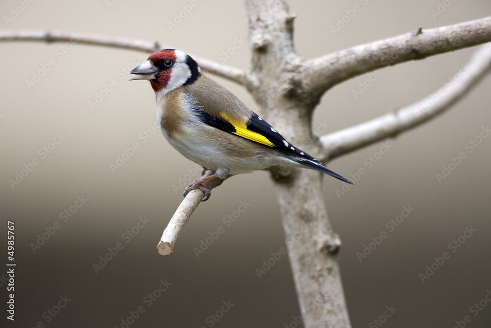 Fototapeta premium Chardonneret