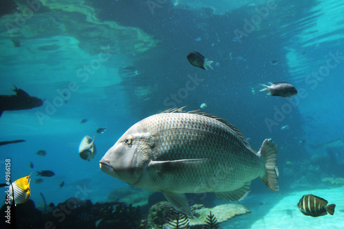 Sweetlips photo