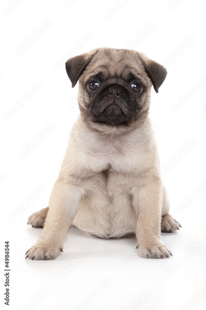 Pug puppy sitting on a white background in a studio.