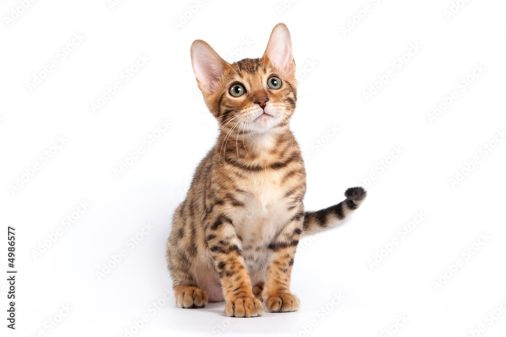 Bengal kitten sitting on a white background in a studio Bengal kitten sitting on a white background in a studio