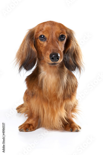 Dachshund Rabbit long dog with white background.