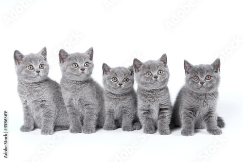 British Shorthair kittens sitting on a white background in a stu #4986569