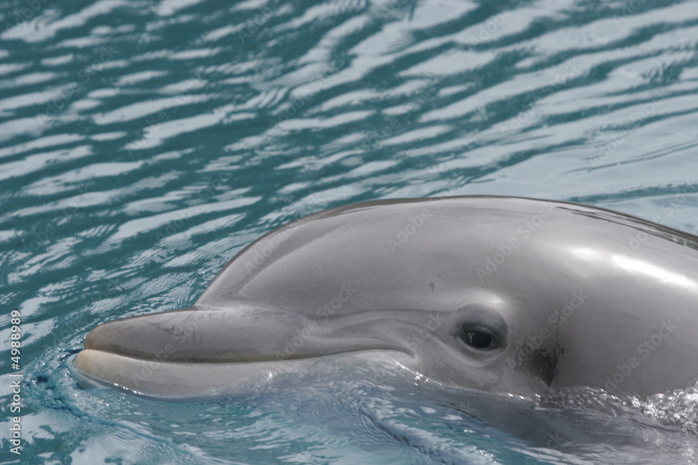 Obraz premium DOLPHIN