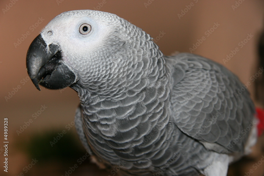 Obraz premium african gray