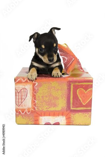 I am your Gift! 