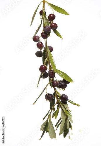 olivo y aceite