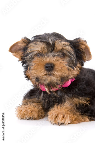 Yorkshire Terrier (York) puppy lays on a white background.