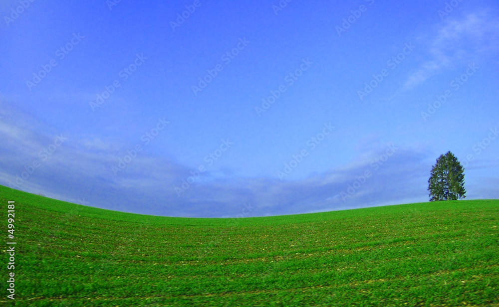 Fototapeta premium Baum