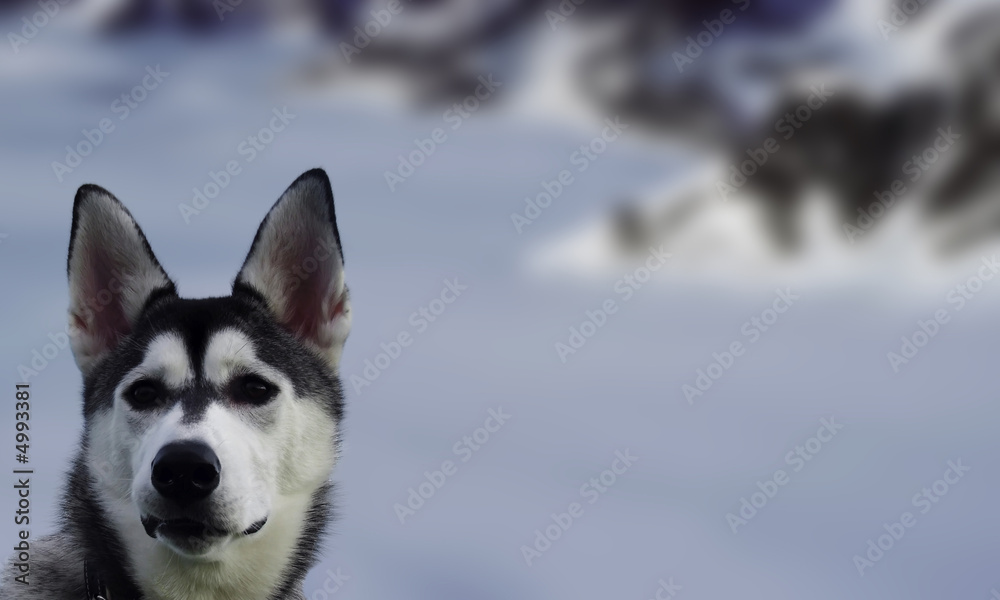 Snowdog Snowdog