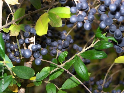 Dark Berries in a Hedge