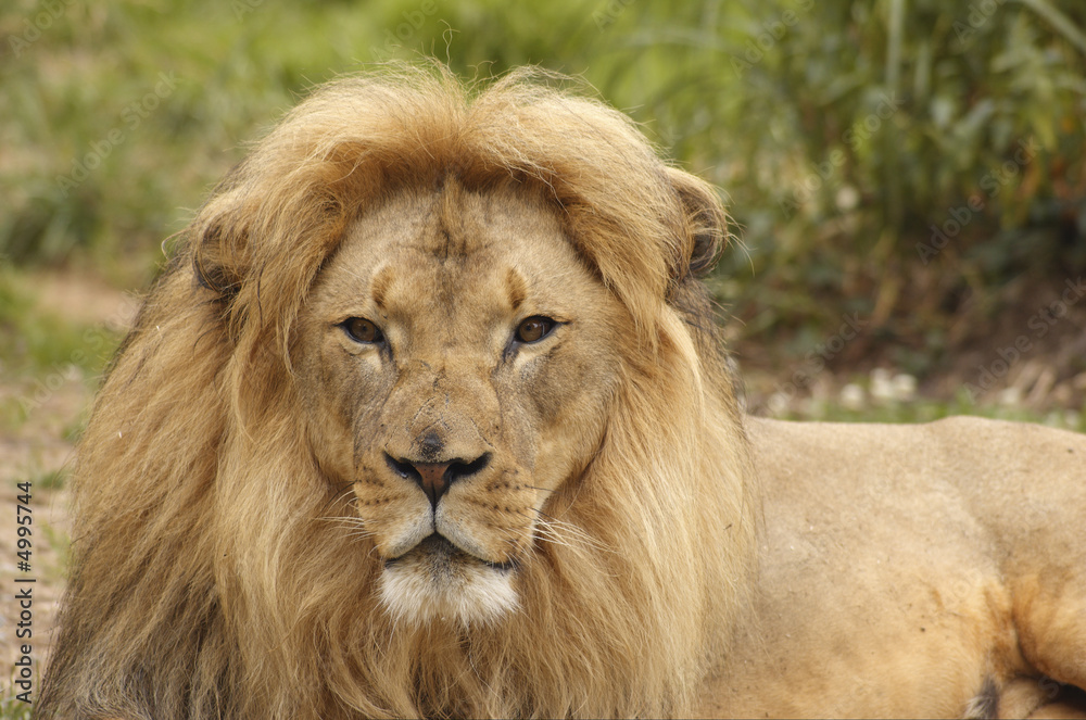 Lion Portrait 6