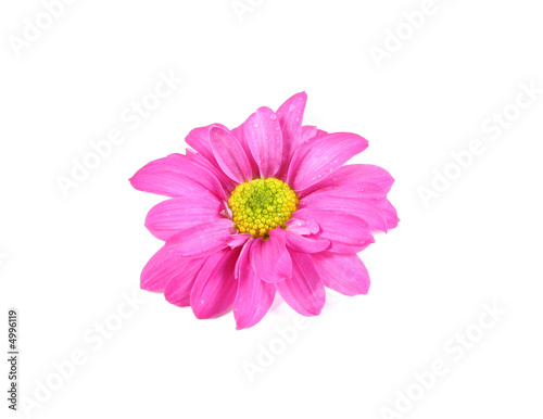 Flower.