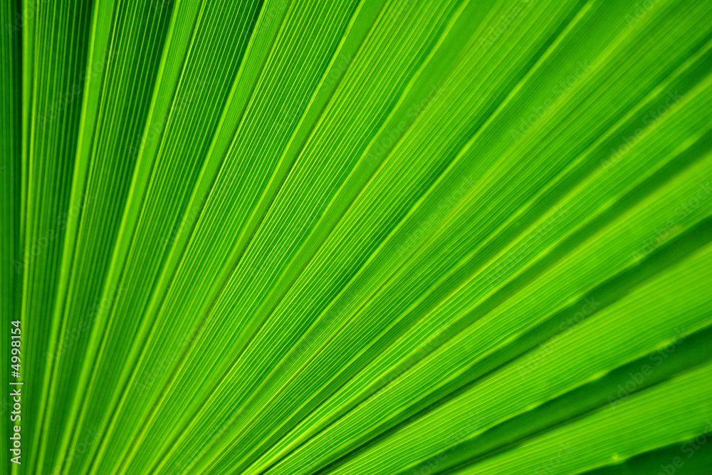 Palm tree leaf Palm tree leaf