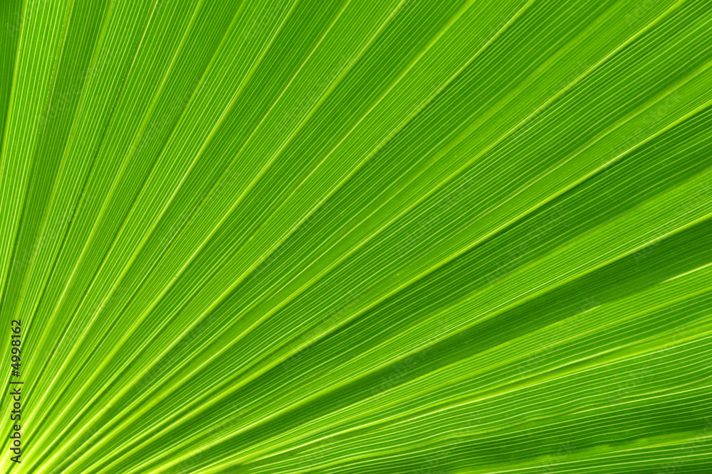 Palm tree leaf Palm tree leaf