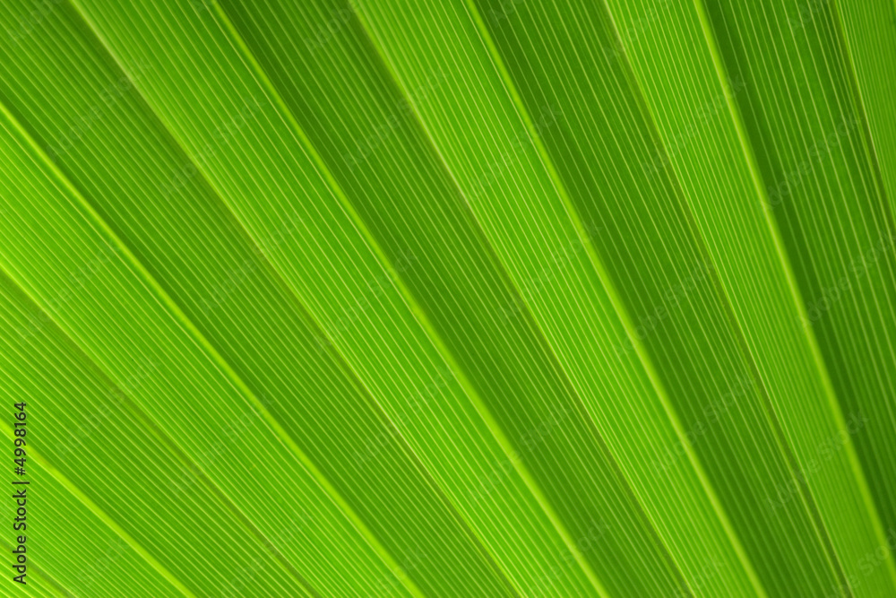 Palm tree leaf Palm tree leaf