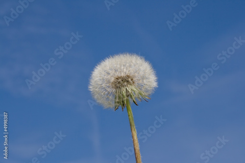 Pusteblume / Flower Seed Ball © Michael S. Schwarzer