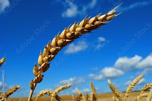 Weizen-Ähre